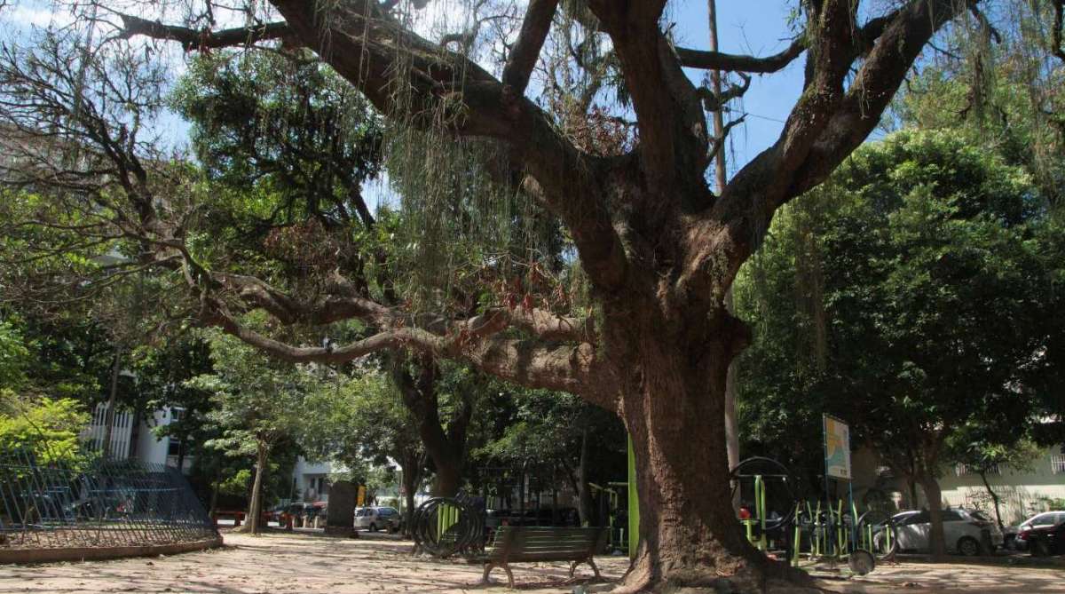 05/04/2018 - Cidade - Conservação de árvores do Bairro Peixoto em Copacabana. Árvores da Praça do Bairro Peixoto estão morrendo devido pragas. Foto: Fernanda Dias / Agência O Dia.
      Caption