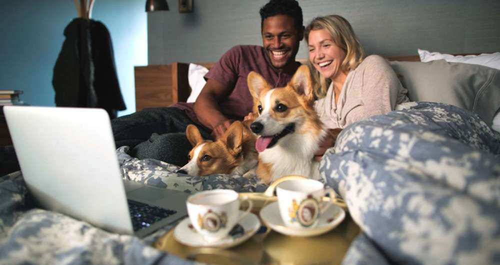 A pesquisa prova, mais uma vez, que os peludos, cada vez mais, fazem parta da rotina da família brasileira.