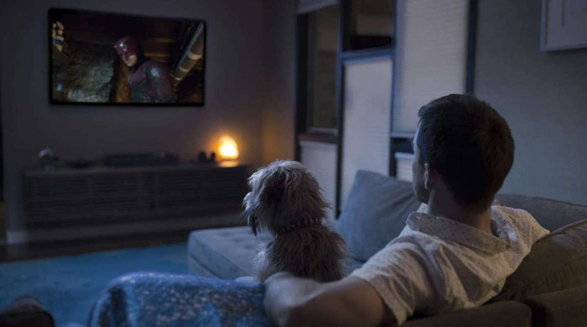 Pesquisa da Netflix revela que 65% dos brasileiros assistem maratonas de séries com seus pets. 