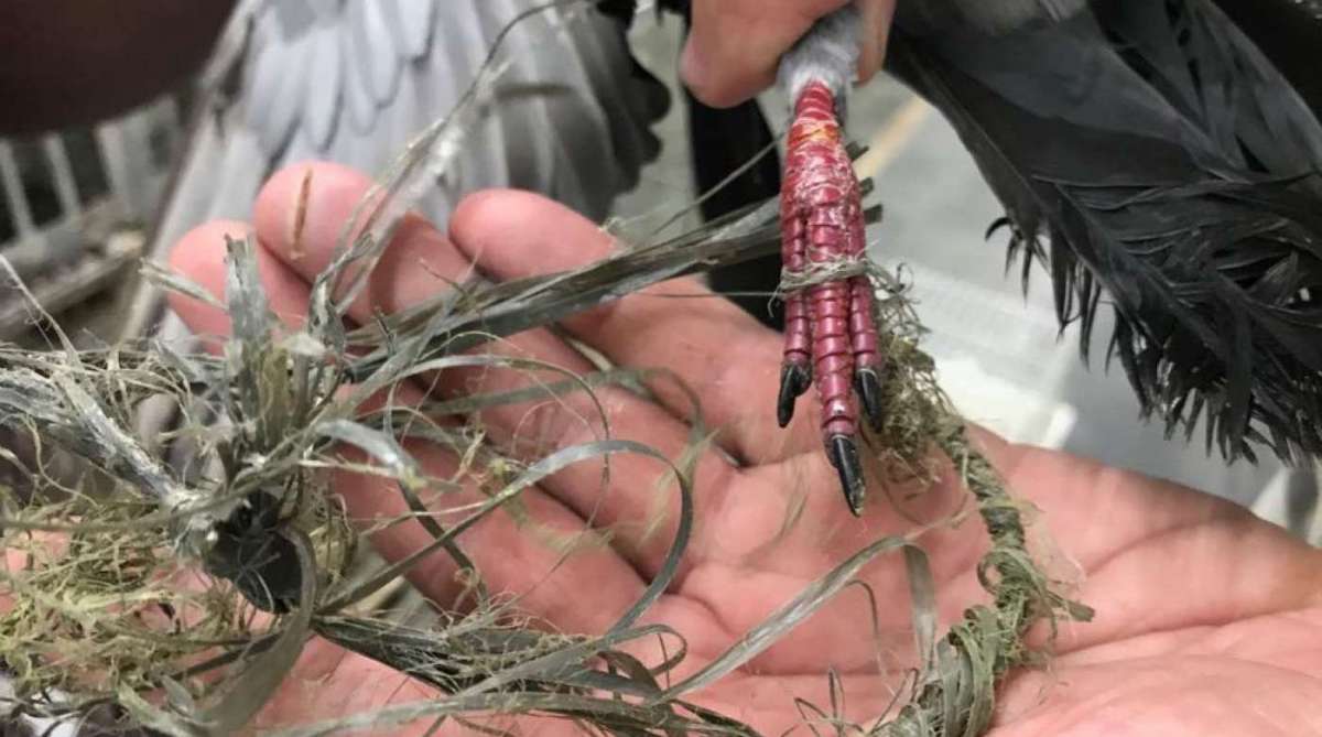 Mais de mil animais são apreendidos no mercadão de Madureira