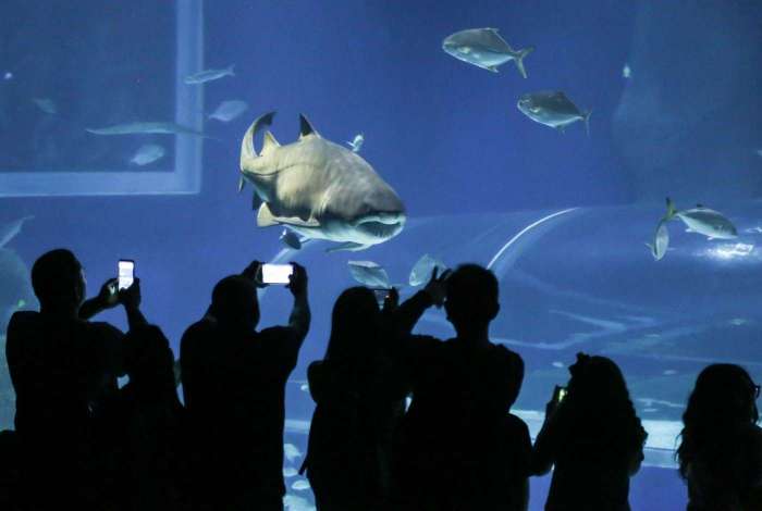 Tubares da espcie Mangona, que correm risco de extino, esto no AquaRio para reproduo em cativeiro