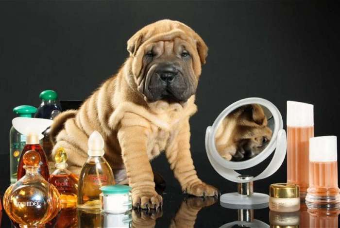 Perfume de humanos causa alergias aos pets