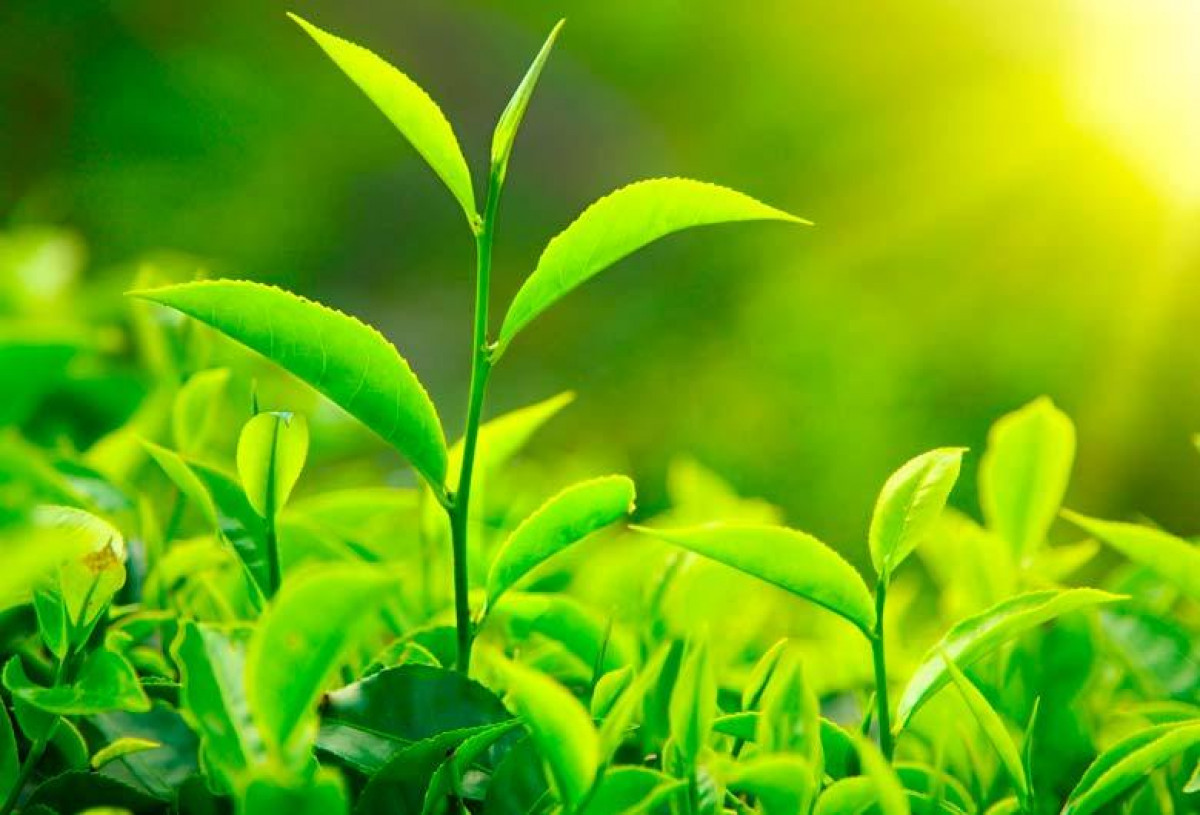 O Prêmio de Botânica foi para a dupla Jacob White e Felipe Yamashita \'por encontrarem evidências de que algumas plantas de verdade imitam os formatos de plantas artificiais de plástico vizinhas\'.