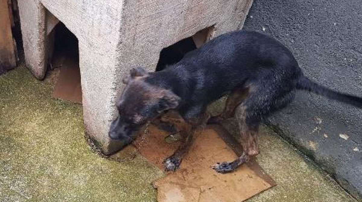 Animais eram mau tratados por senhora de 68 anos - Divulgação / Polícia Civil