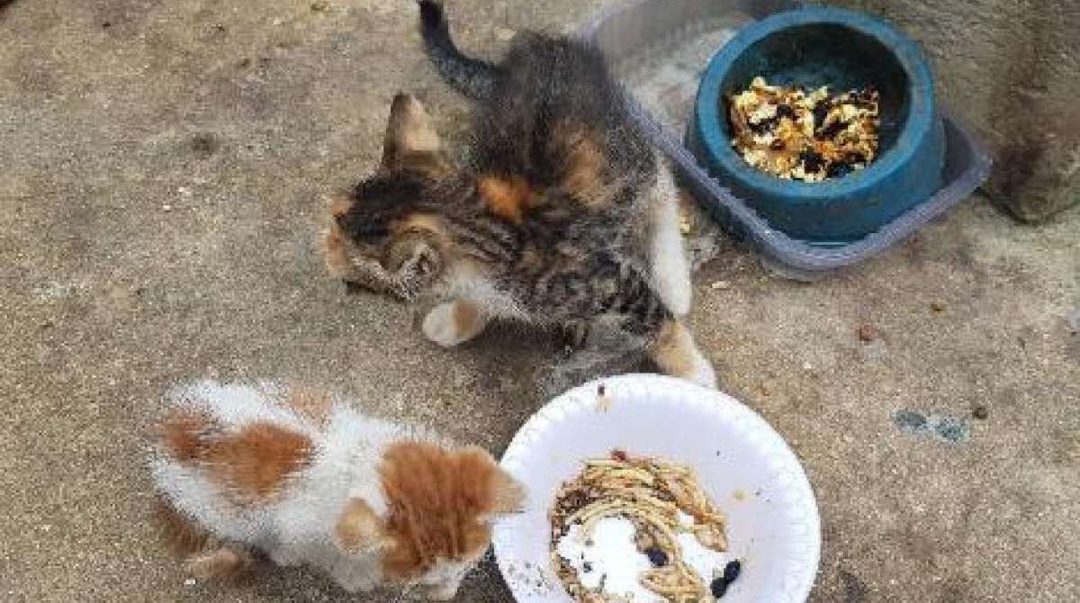 Animais eram mau tratados por senhora de 68 anos