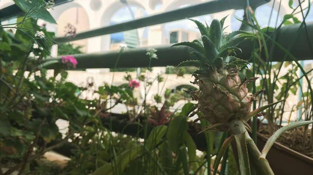 Mini abacaxi entre flores de gerânio, nirá, erva doce, alho social e muita biodiversidade, no cantodasflores que fica dentro da Fundição Progresso 