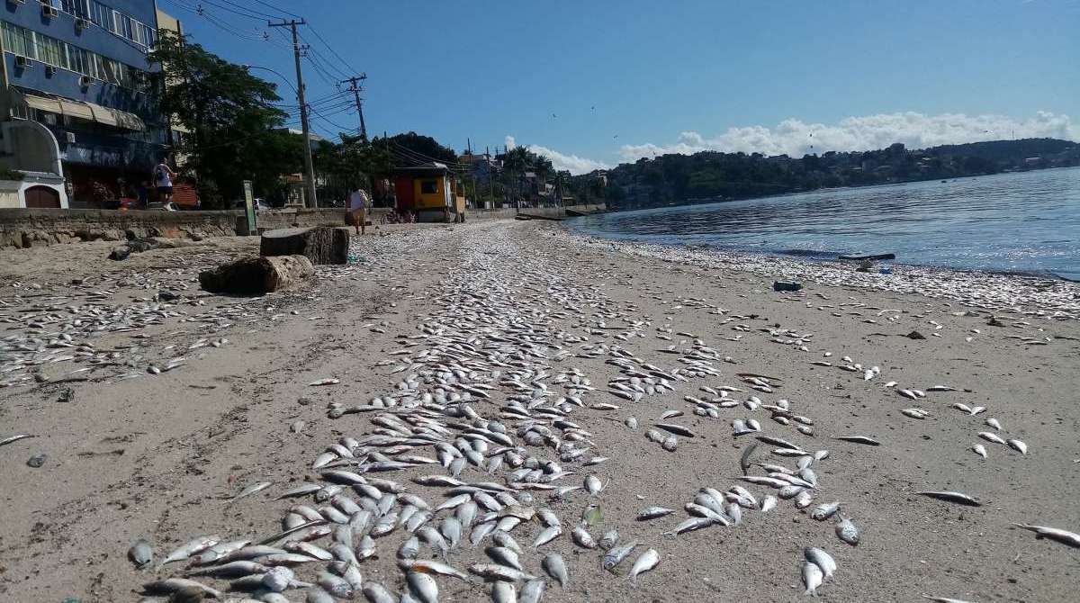 Comlurb recolhe 6,4 toneladas de sardinhas mortas - Reprodução facebook