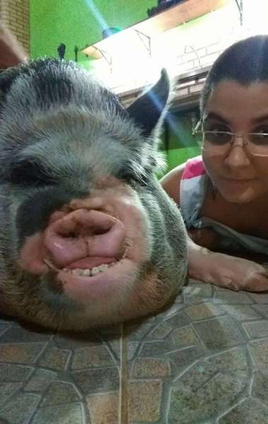 Porca rindo Rio das Ostras - Arquivo Pessoal