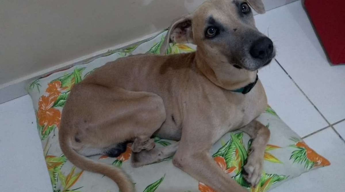 Bento, que é especial porque tem três patinhas, está em busca de um lar