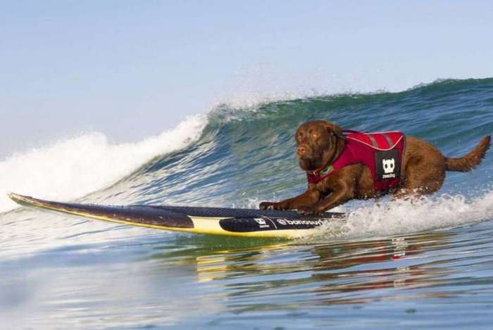 Bono, o cão surfista e celebridade O Dia - É o Bicho