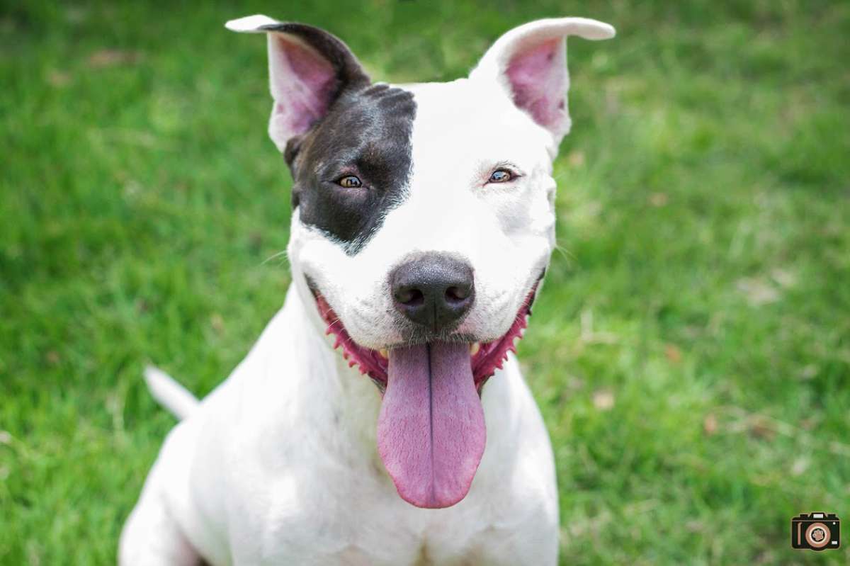 Barba está no Abrigo João Rosa esperando por uma família