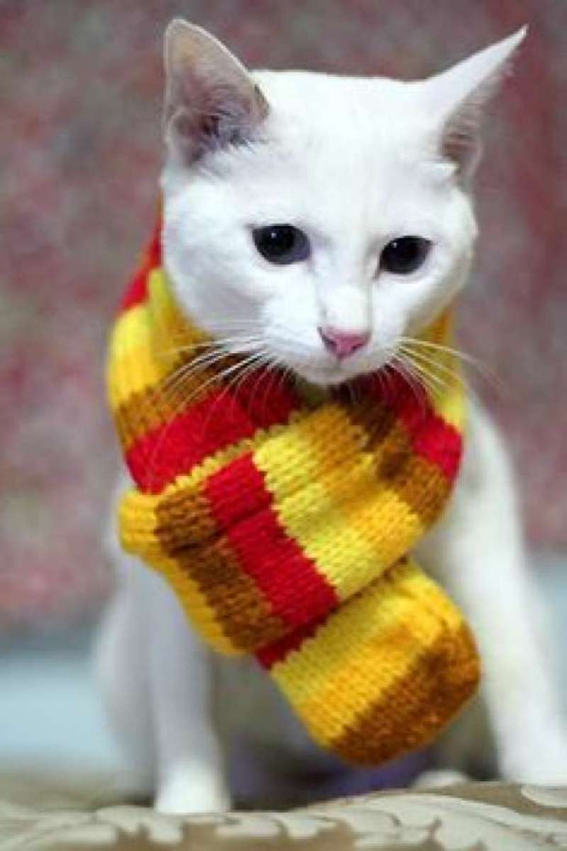 Peludos dos abrigos precisam de doações para se esquentaram no inverno - Reprodução Internet