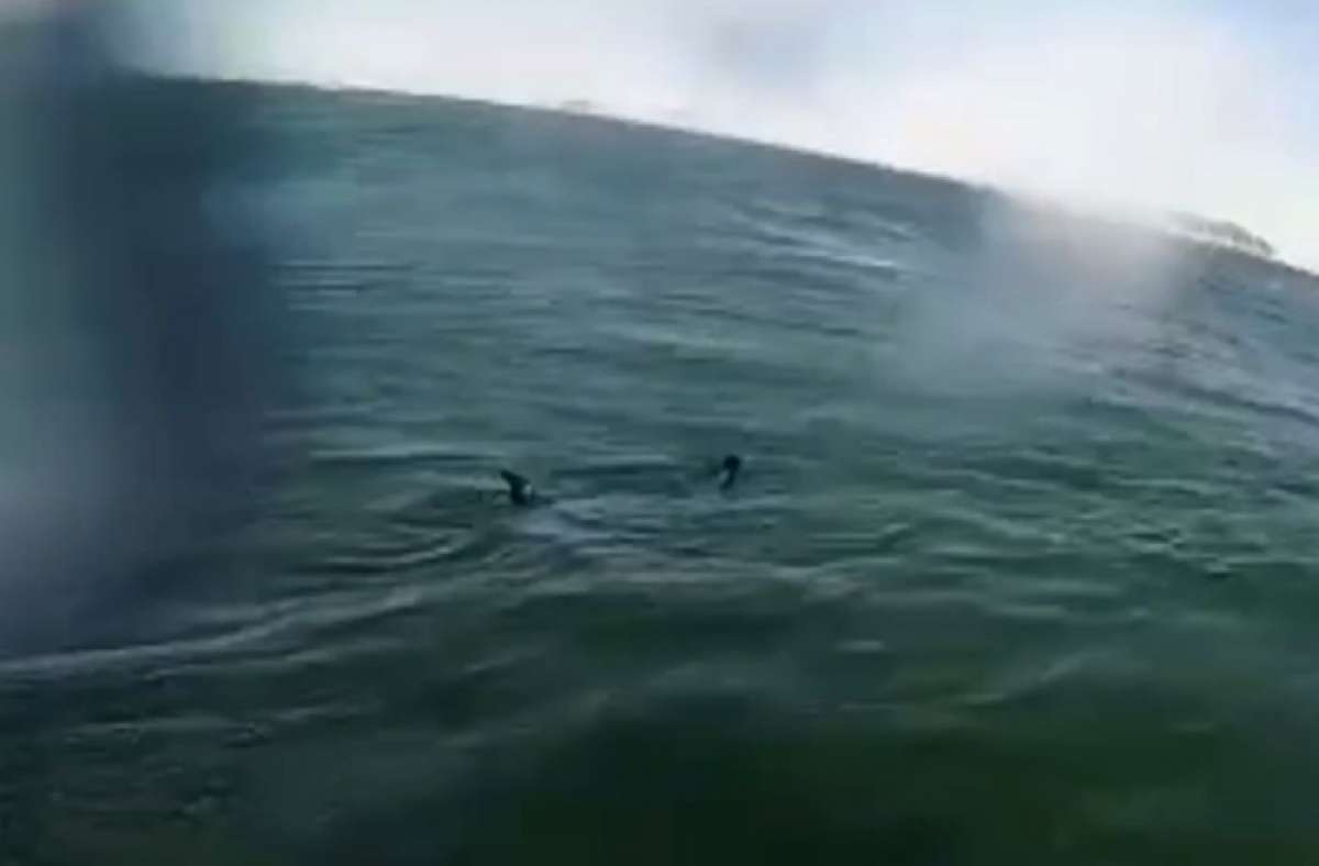 Tubarão é visto na Praia da Barra | Rio de Janeiro | O Dia