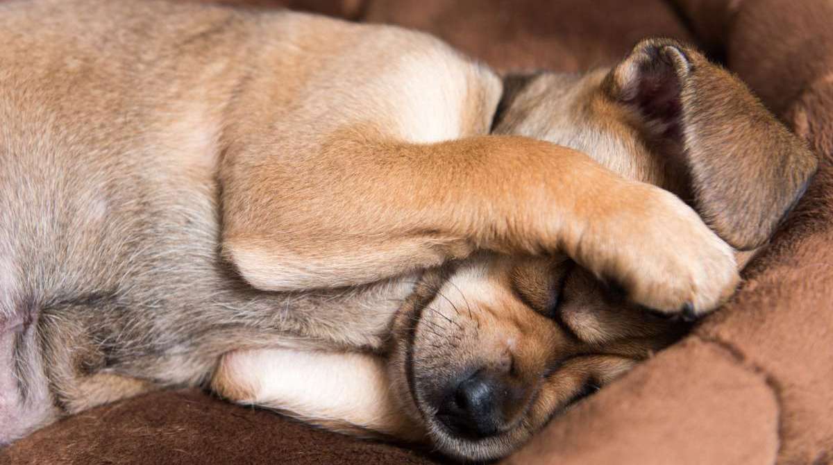 Pets sofrem com os fogos de artifício porque tem a audição muito sensível