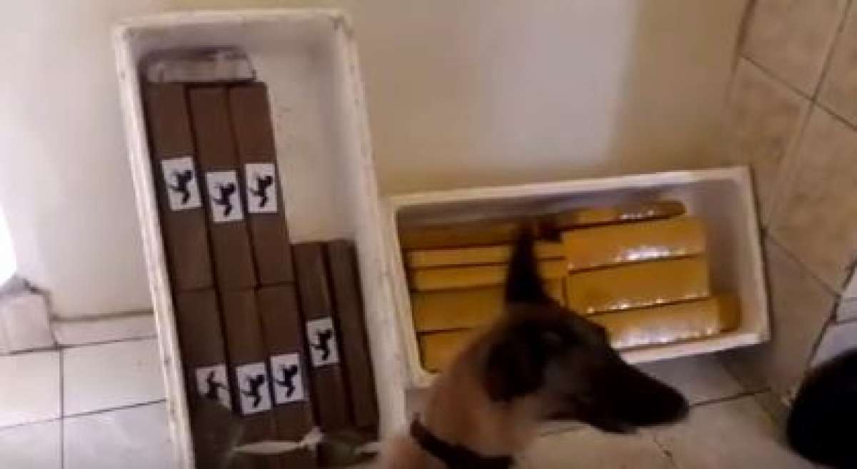 Droga apreendida pelo BAC na Cidade de Deus: cerca de 60 quilos de maconha