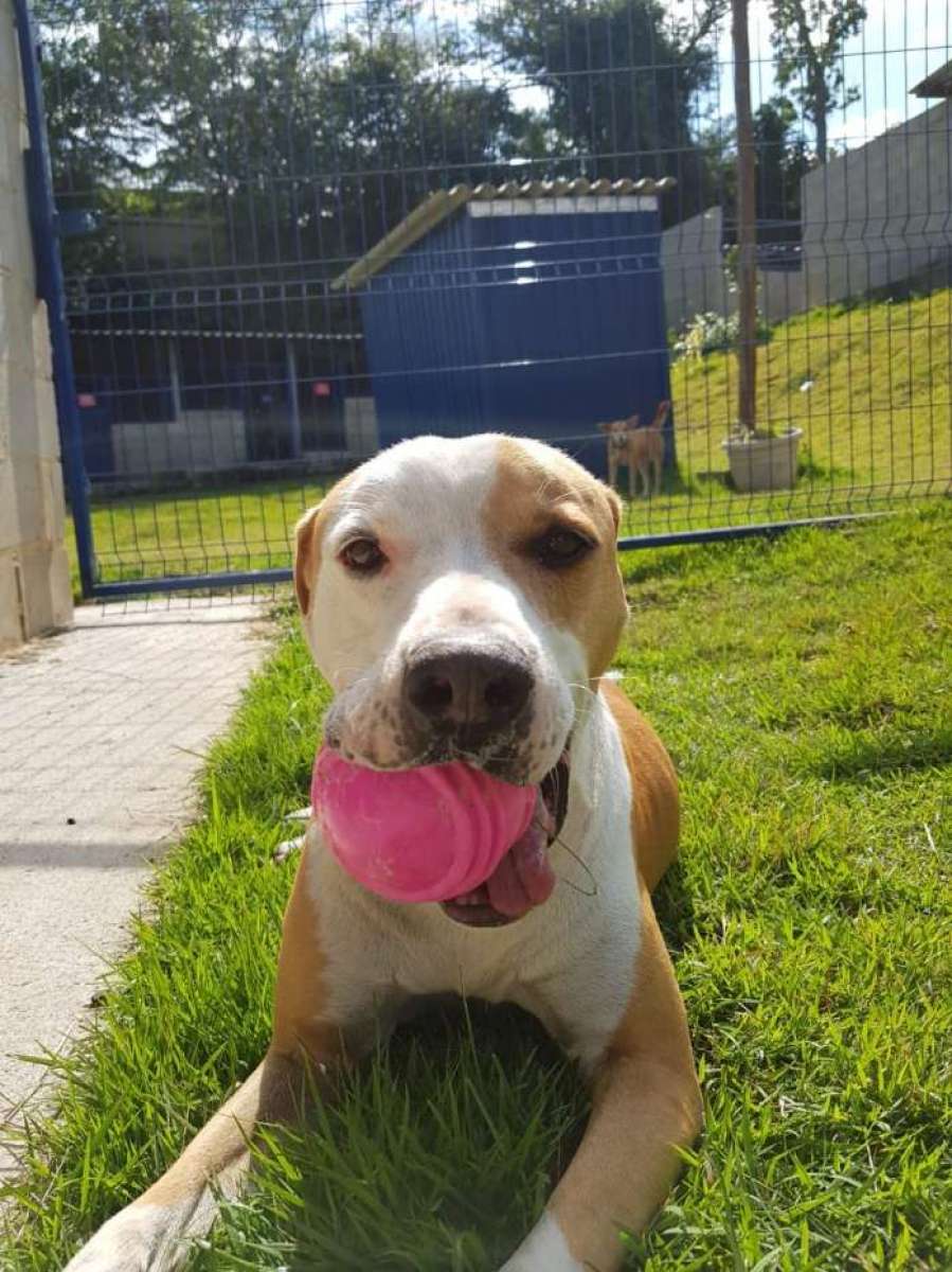Beto é muito brincalhão e está à espera de um lar no Paraíso dos Focinhos