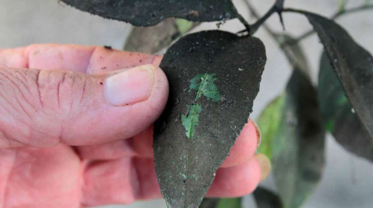 19/06/2018 - CIDADE - Suíte da série Ameaça Ambiental em Volta Redonda.Na foto: Sebastião Alves Perina, 64 anos mostra pilha de escória nos fundos de sua casa na Rua Amélia Lustosa, no Bairro São Luiz. Ele também mostra folhas de pé de laranja cobertas de pó preto.Foto: Fernanda Dias / Agência O Dia.