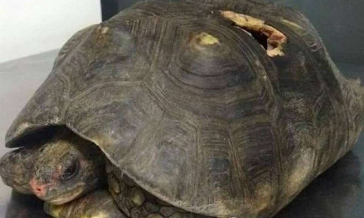 Morre jabuti atingida por bala perdida - Reprodução Twitter radar Brasil