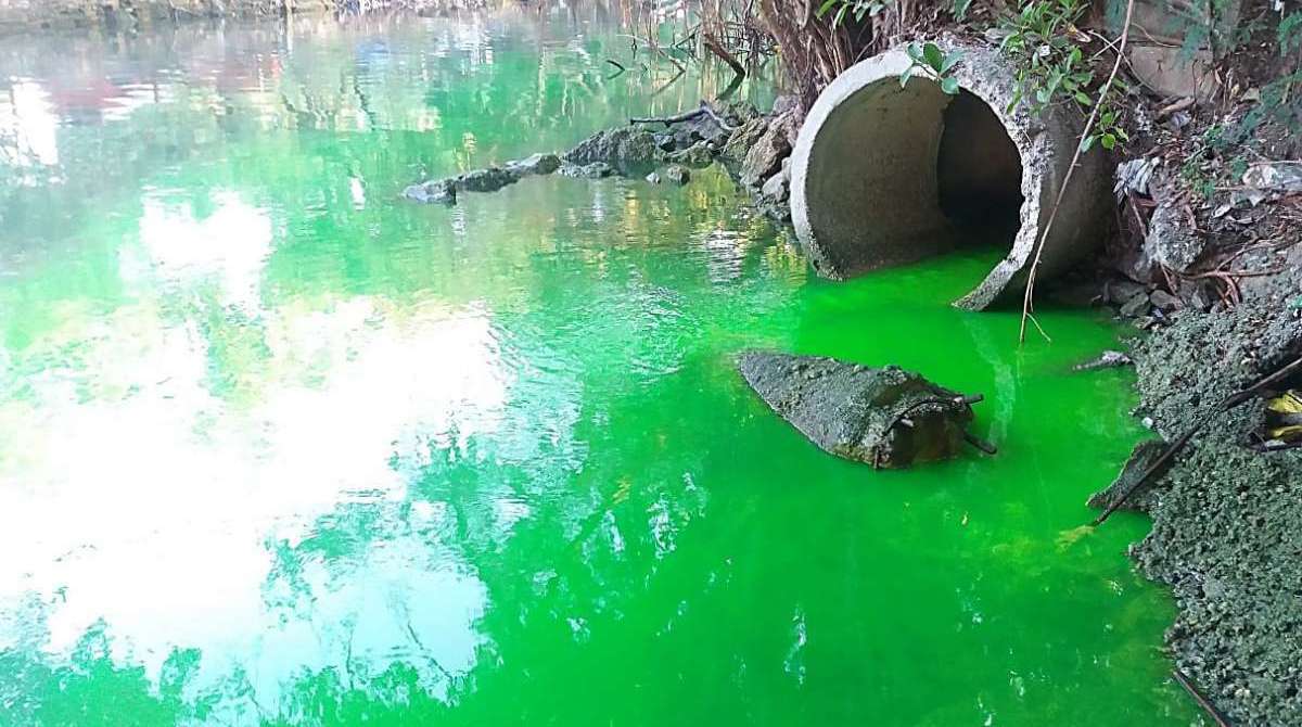 Água do local está verde devido aos dejetos - Divulgação