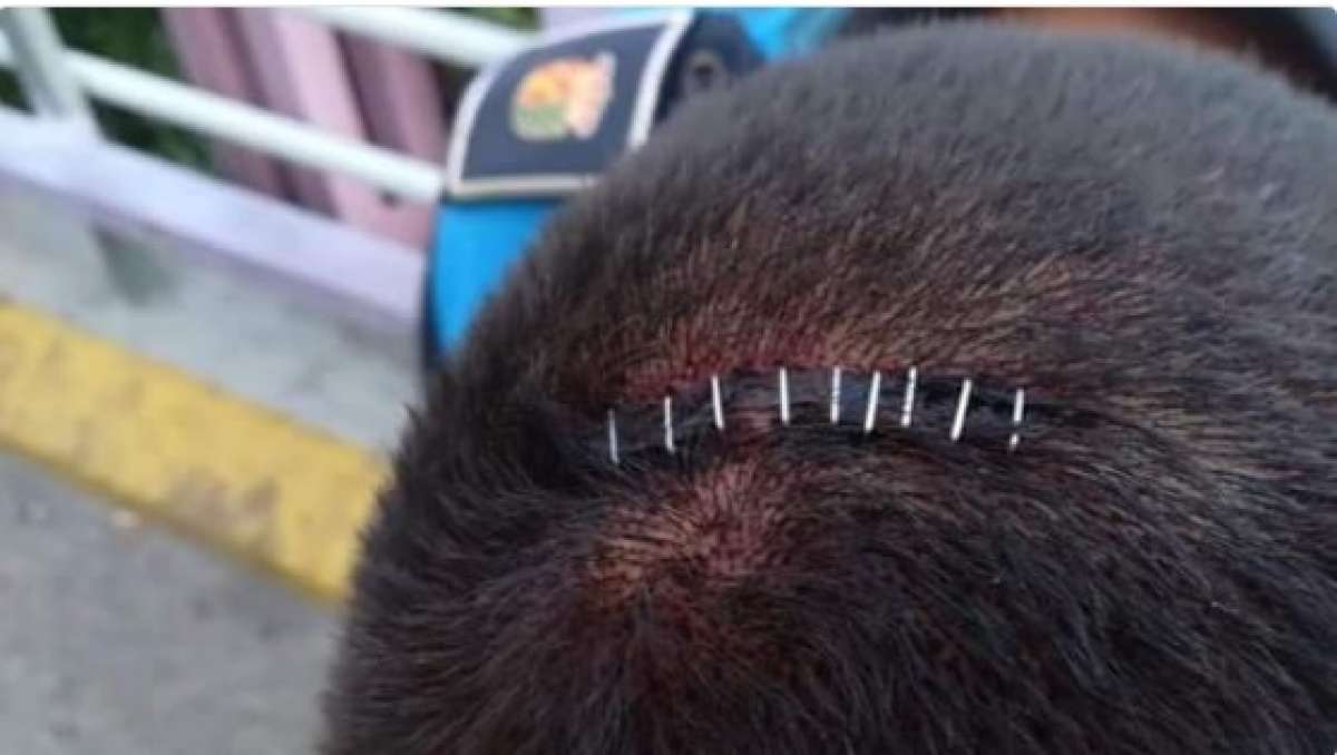 Policiais foram golpeados na cabeça e precisaram fazer sutura  - Reprodução/ Twitter