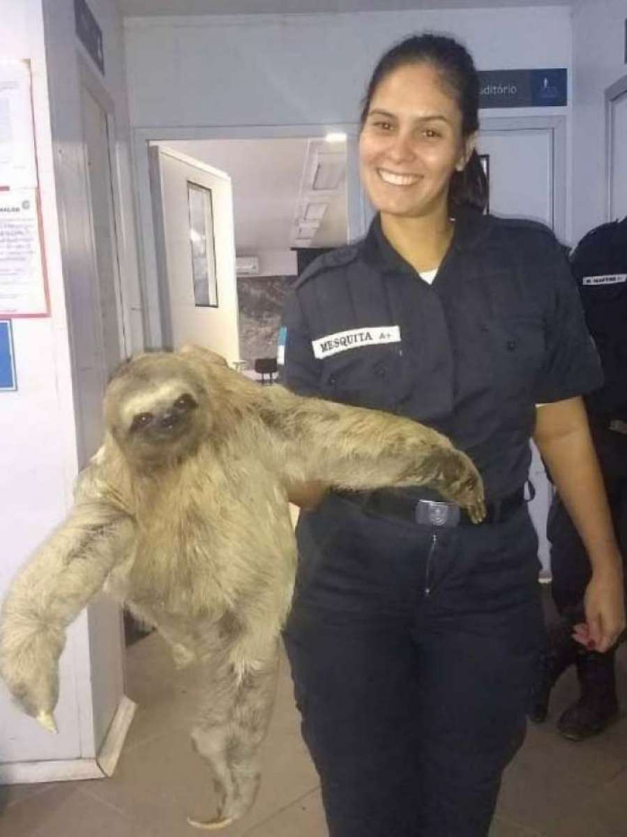 Bicho-preguiça é resgatado na Rocinha