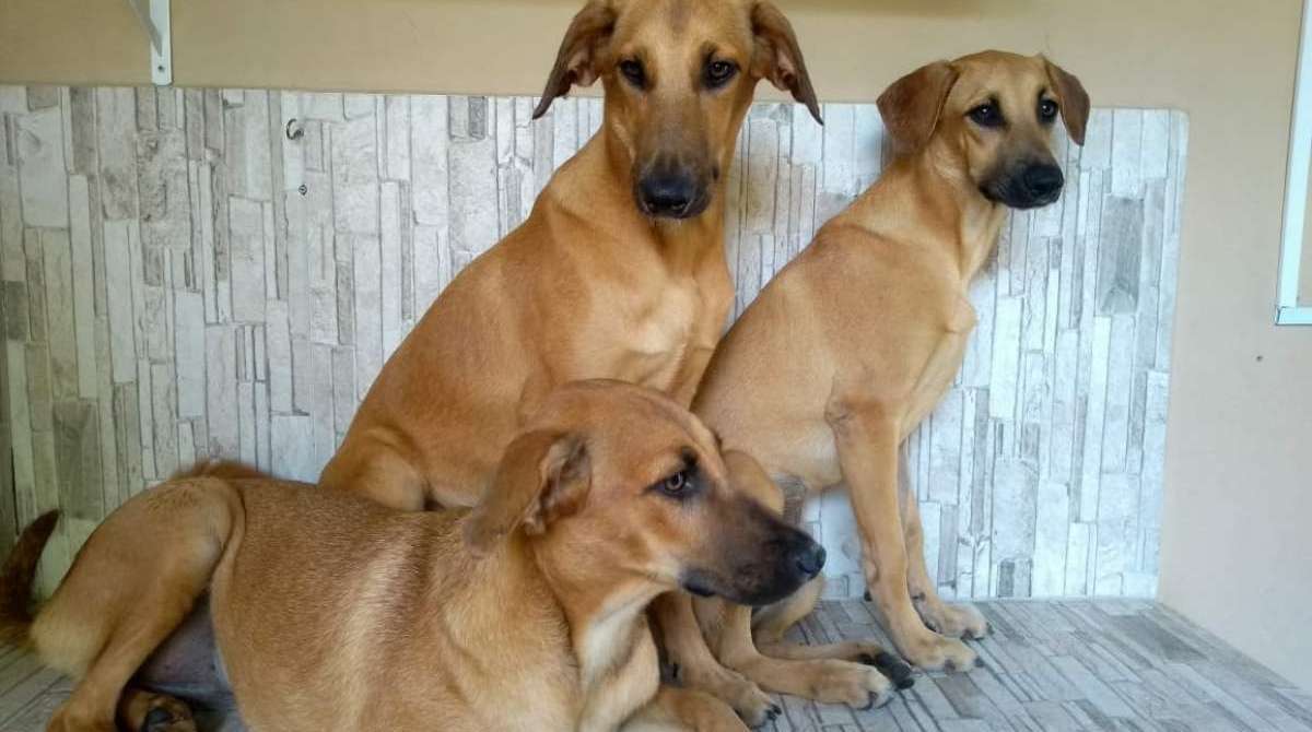As três 'meninas' estão para adoção na Hospedagem Cantinho Cão Feliz As três 'meninas' estão para adoção na Hospedagem Cantinho Cão Feliz