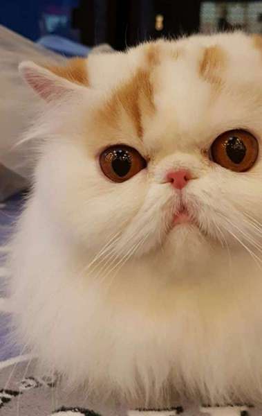 Prefeitura do Rio oferece castra&ccedil;&atilde;o gratuita para gatos - Divulga&ccedil;&atilde;o