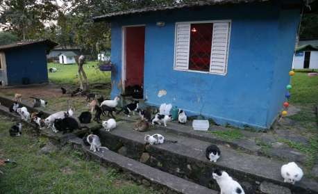 Serviços públicos para animais sofrem com falta de veterinários