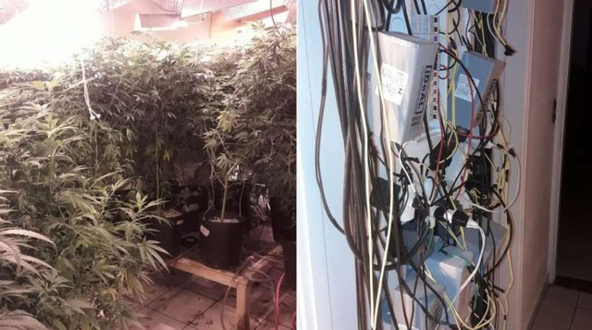 Polícia Civil encontra 'floresta de maconha' em imóvel de São Paulo 