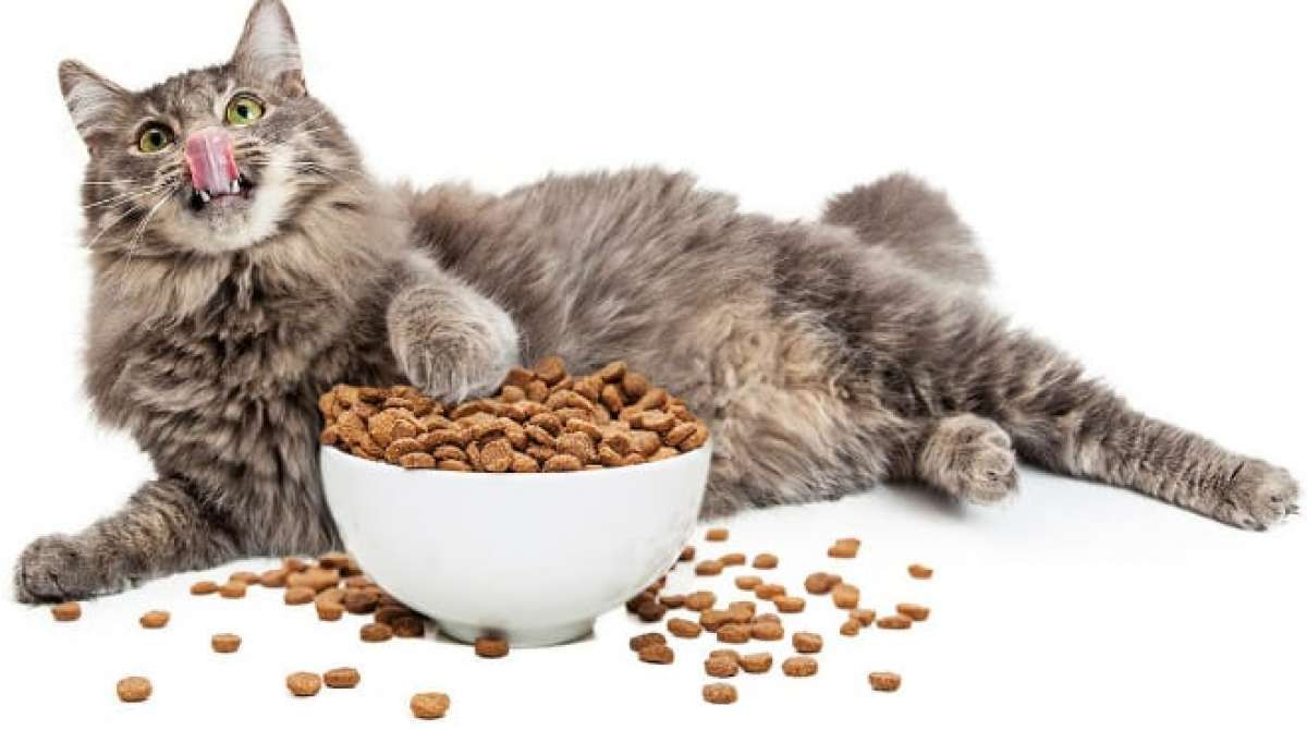 Alimentação adequada é fundamental para a qualidade de vida do pet