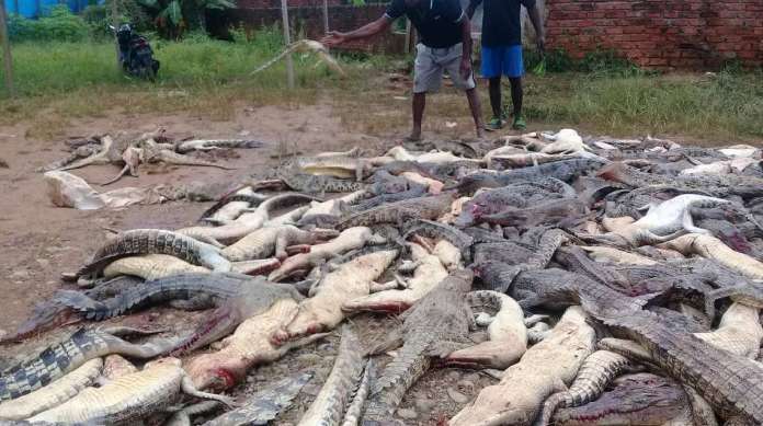 Para vingar a morte de um alde�o, multid�o massacrou 292 crocodilos