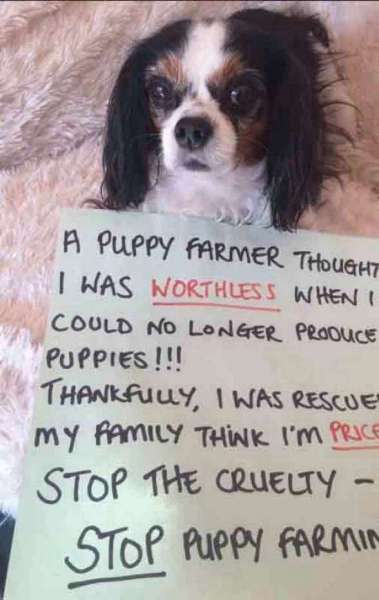 'Um criador pensou que eu n&atilde;o tinha valor quando n&atilde;o conseguia mais produzir filhotes', diz cartaz em campanha por Lucy - Reprodu&ccedil;&atilde;o