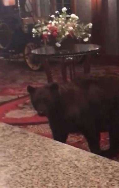 Urso invade lobby de hotel no Colorado, nos Estados Unidos - Reprodução/ CBS TV