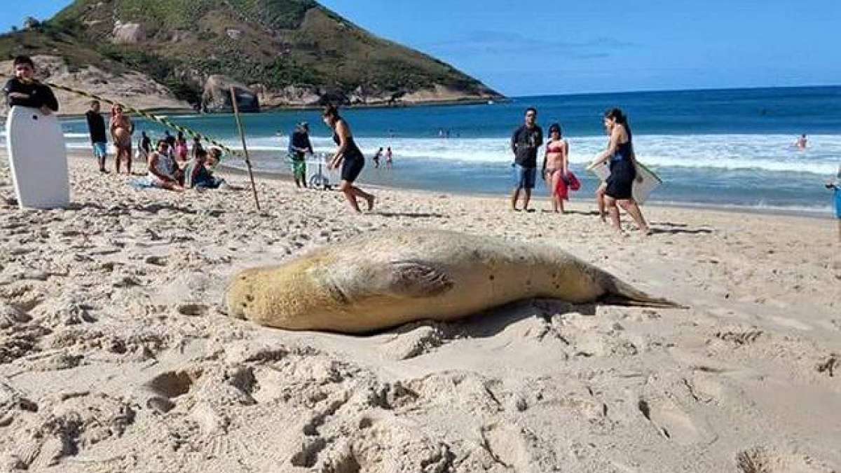 Leão marinho aparece na Praia do Recreio dos Bandeirantes nesta sexta-feira - Foto de leitor / Vivianne Morgado
