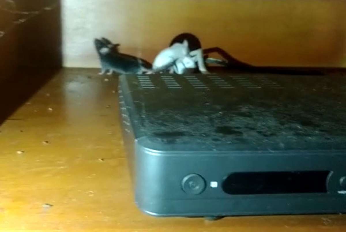 Ninho de ratos foi encontrado em ONG que prometia cuidar de animais, mas os maltratava, segundo a DPMA 