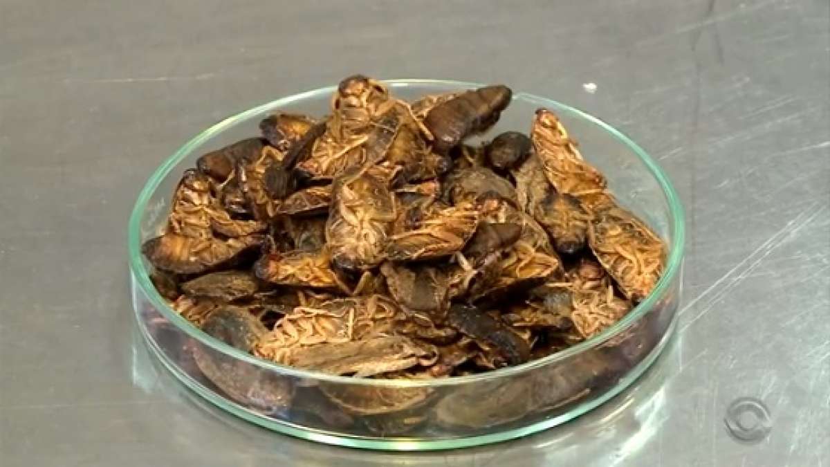 Baratas Cinérea utilizadas são criadas em Betim, em Minas Gerais 