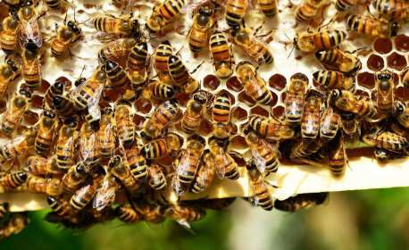 Homem morre após ser atacado por 'centenas de abelhas'