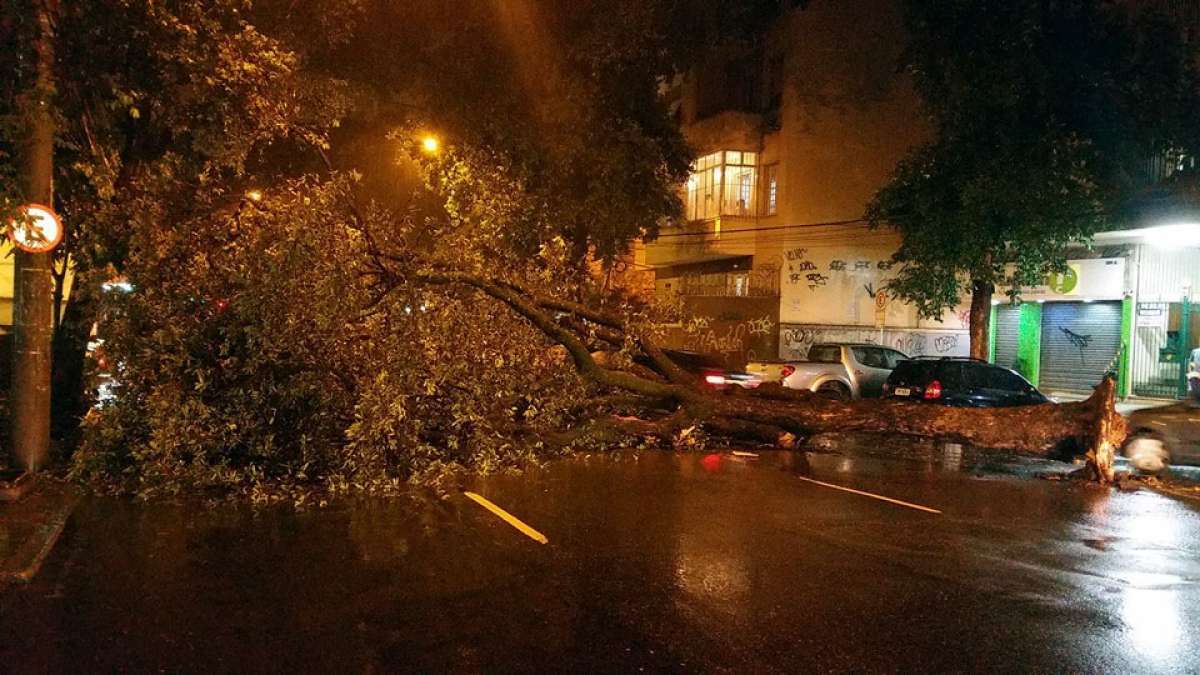 Árvore tombou na Tijuca