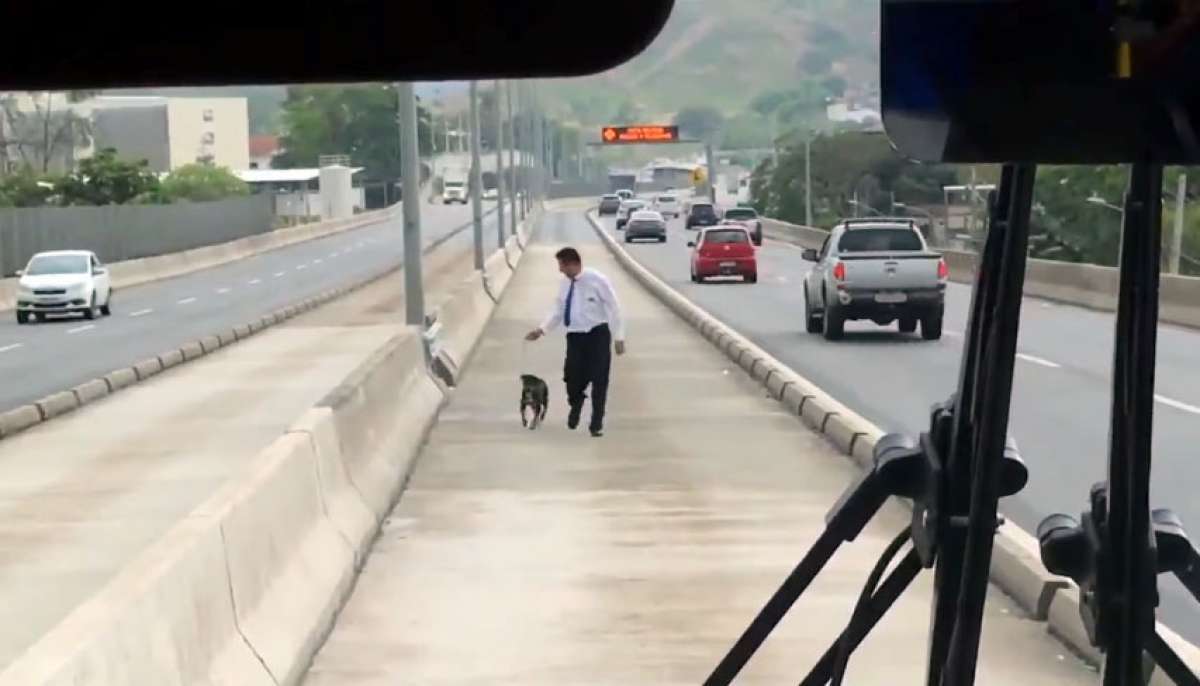 Animal estava na pista sentido Recreio da TransOlímpica - Reprodução / Internet