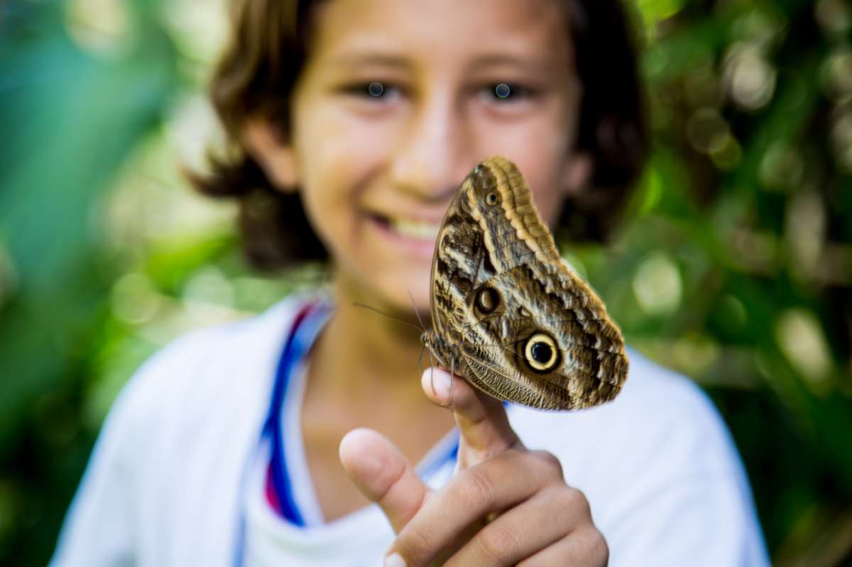Olho-de-coruja: sugam líquidos de frutas em decomposição - Maria Buzanovsky/ FIOCRUZ