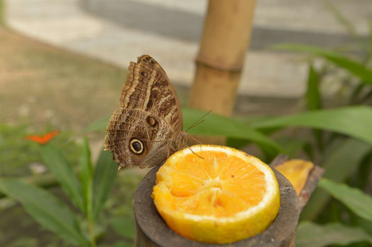 Borbolet&aacute;rio Fiocruz