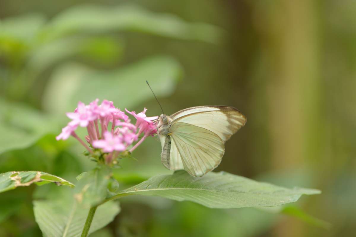 Borbolet&aacute;rio Fiocruz