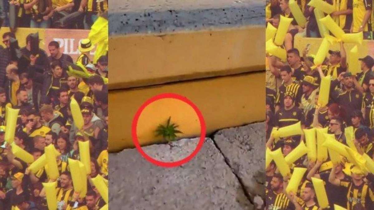 Pé de maconha foi encontrado em arquibancada do Peñarol - Reprodução