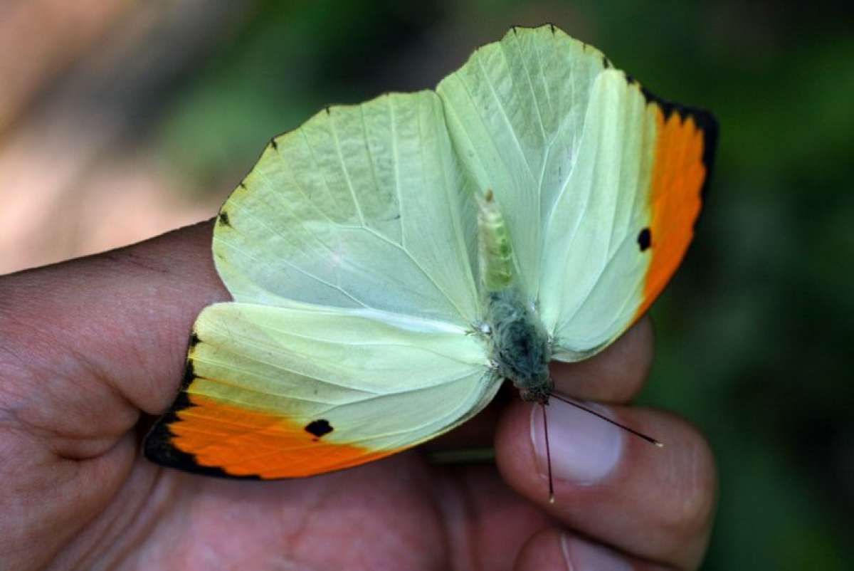 Borboleta ponto-de-laranja. Borboletário Fiocruz