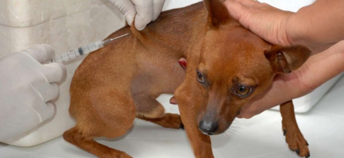 Teresópolis dá continuidade a vacinação contra a raiva com ação nos bairros - divulgação