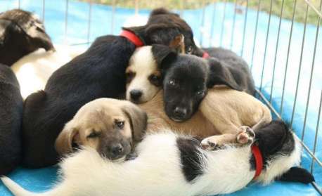 Venda de animais em pet shops: Assembleia de SP aprova lei que proíbe prática