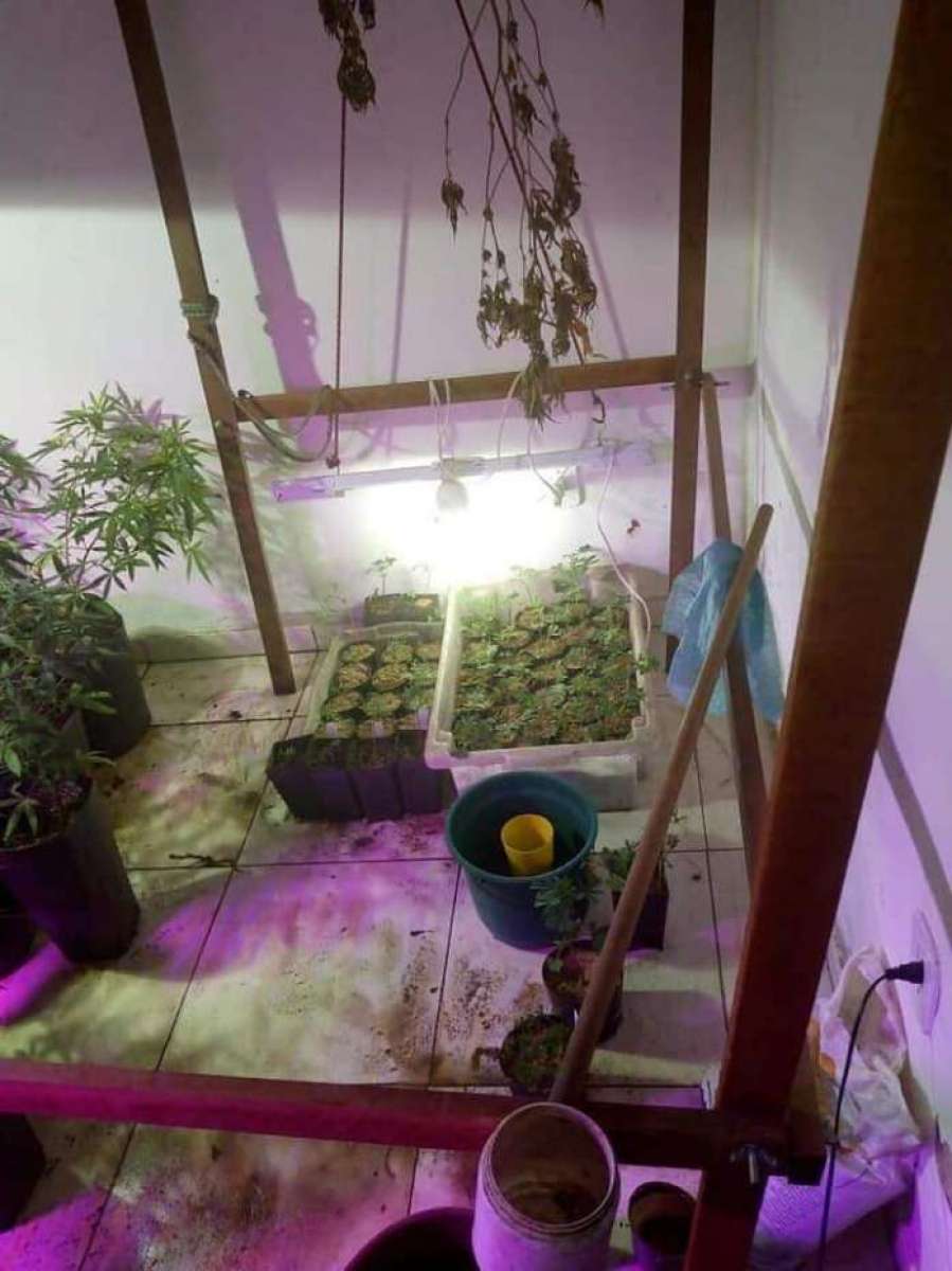 PMs descobrem, pelo cheiro, casa com centenas de pés de maconha plantadas em vaso