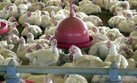 Exportações de carne de frango atingem recorde de 514,6 mil t em março, diz ABPA
