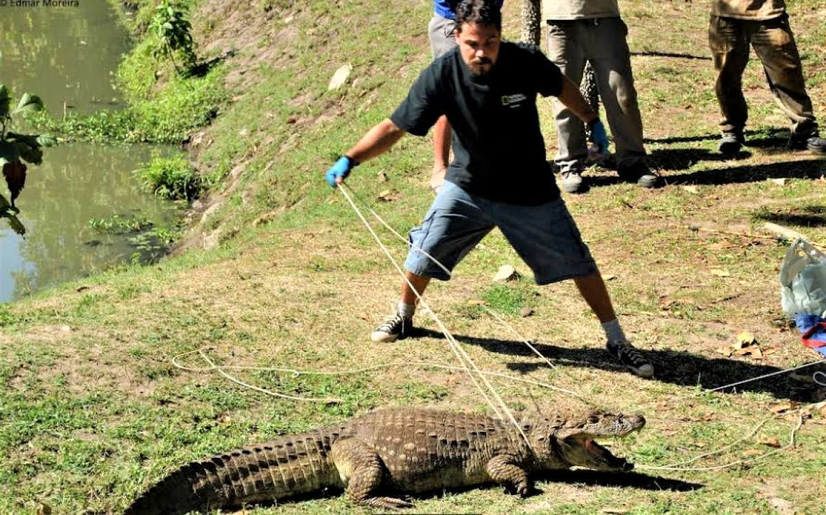 Ricardo, do Instituto Jacaré: 