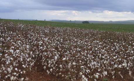 Área a ser colhida será de 81,2 milhões de hectares em 2025, aumento de 2,7%, revela IBGE